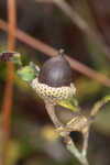 Dwarf live oak